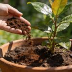 Marc de café au jardin : ce geste que personne ne fait et qui change tout pour les plantes