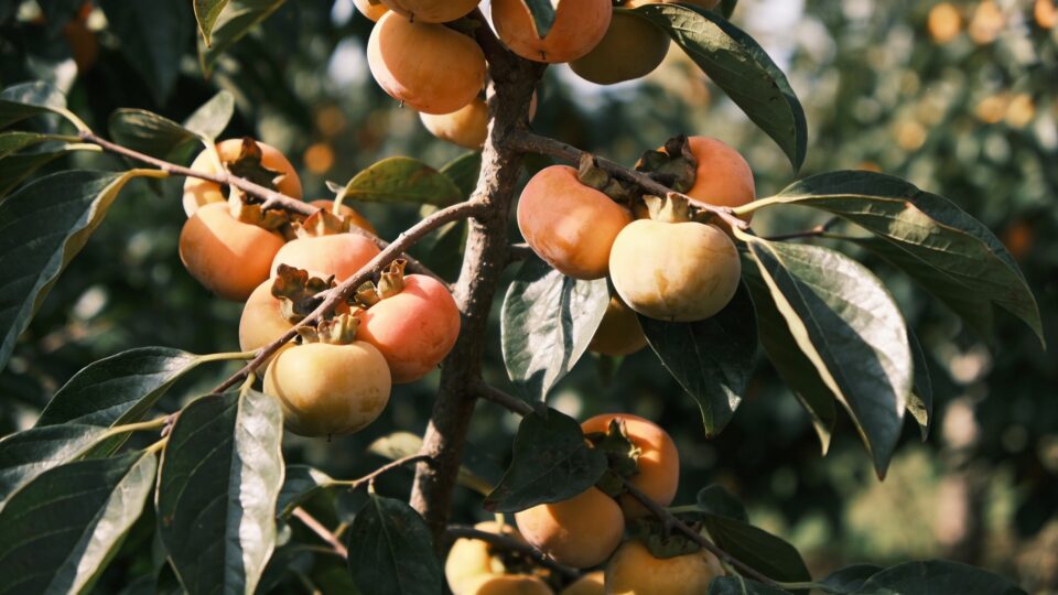 Oublié depuis des années, cet arbre fruitier produit des kilos de fruits sans taille ni traitement