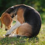 Pourquoi le chien tourne en rond avant de se coucher et ce que ce comportement dit exactement