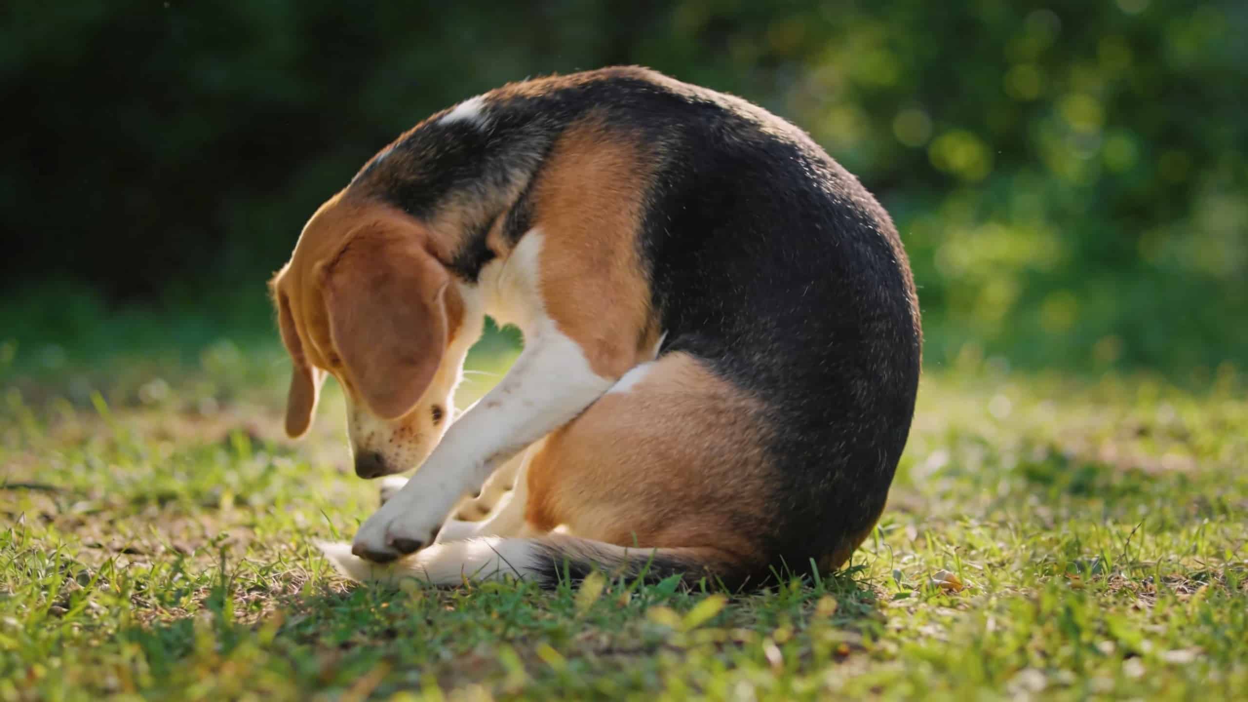 Pourquoi le chien tourne en rond avant de se coucher et ce que ce comportement dit exactement