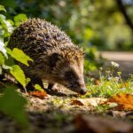 Pourquoi les hérissons désertent les jardins français en 2026 (et les 3 gestes simples pour les faire revenir)