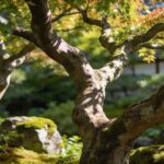Pourquoi les jardiniers japonais ne taillent jamais leurs arbres comme nous