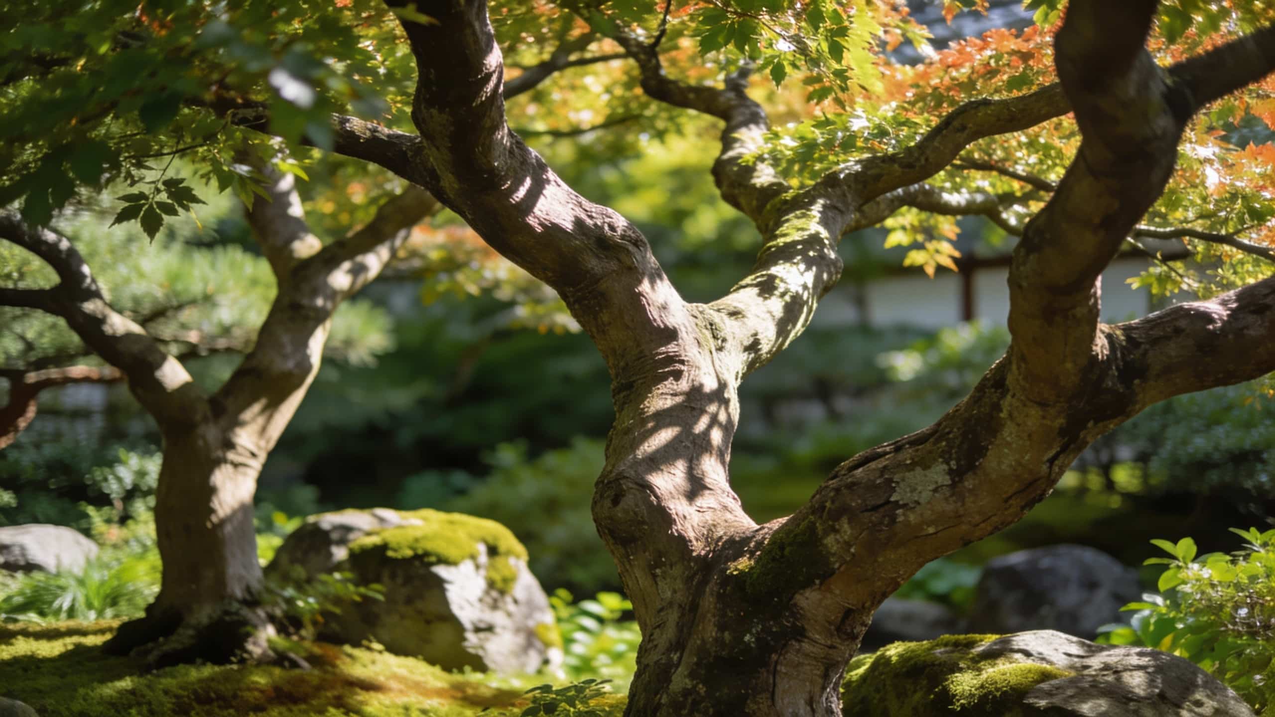 Pourquoi les jardiniers japonais ne taillent jamais leurs arbres comme nous