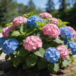 Pourquoi vos hortensias ne fleurissent toujours pas : l'erreur de taille que vous commettez sans le savoir