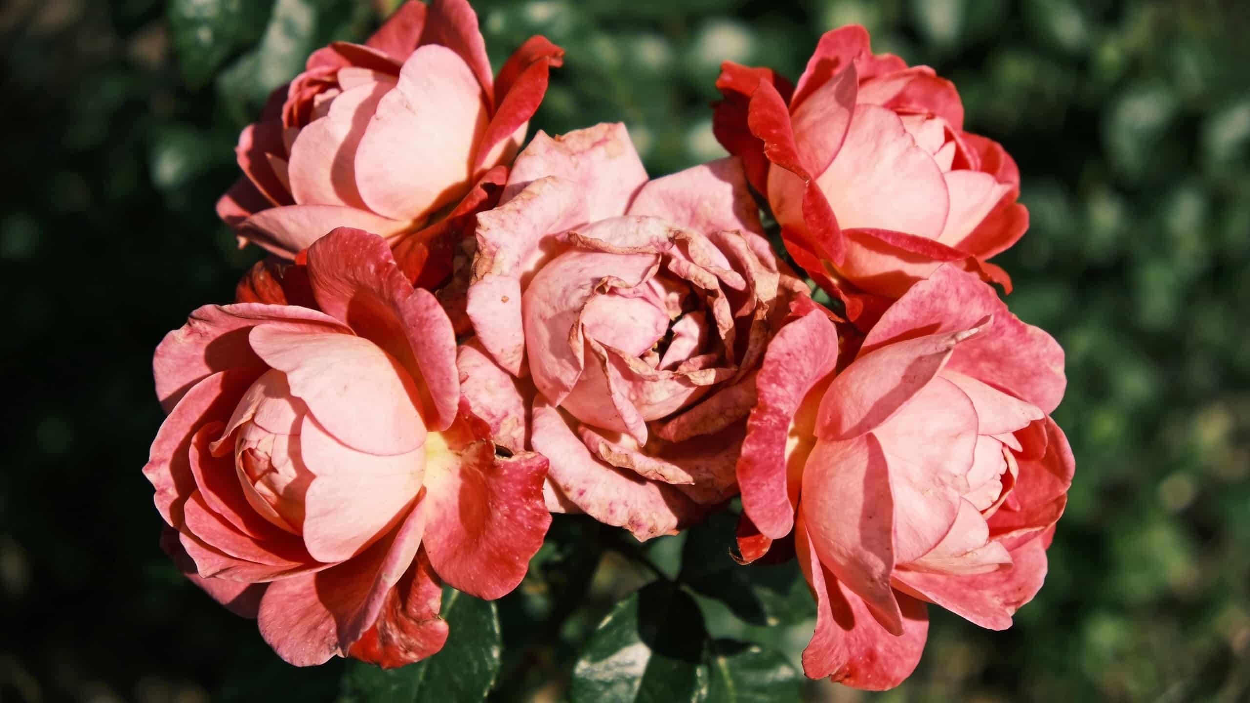 Roses malades : le geste simple qui change tout, et que les jardiniers japonais font depuis toujours