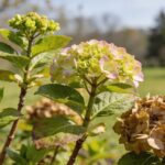 Tailler les hortensias : Faut-il les tailler fin avril ou début mai ?
