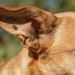 Tiques : la zone du corps que tout propriétaire de chien oublie de vérifier