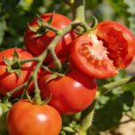 Tomates qui craquent en pleine chaleur : le truc des jardiniers provençaux pour l'éviter