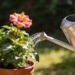 Vous arrosez vos plantes au mauvais moment : voici l'heure exacte recommandée par les botanistes