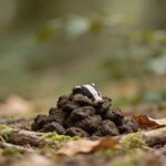 Petit tas de crottes de blaireau en sous bois