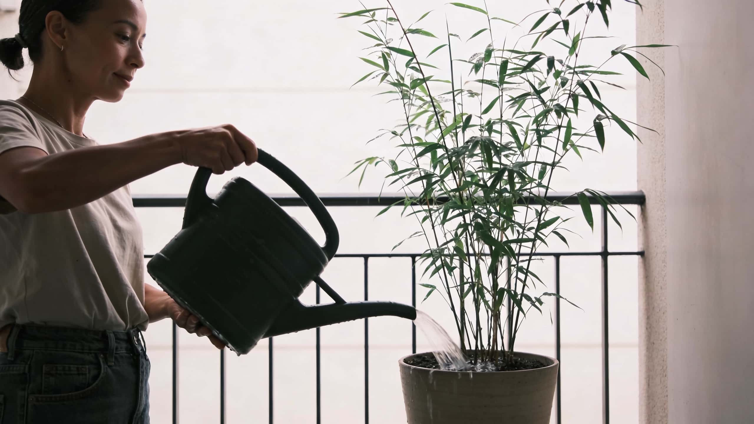 Femme arrosant un bambou en pot sur balcon