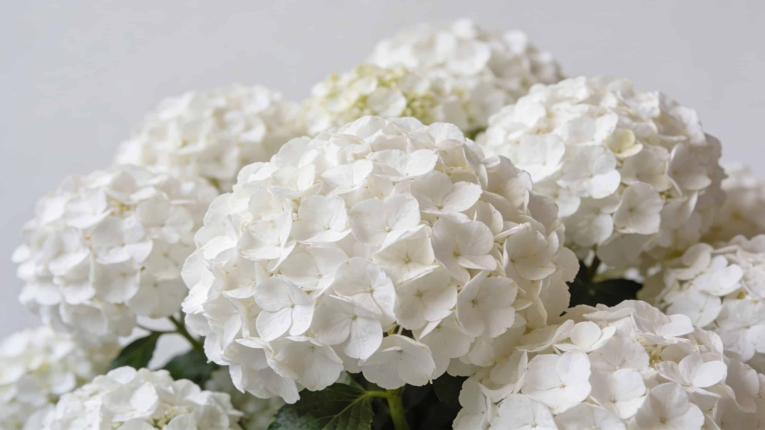 gros buisson d hortensias blancs en fleurs