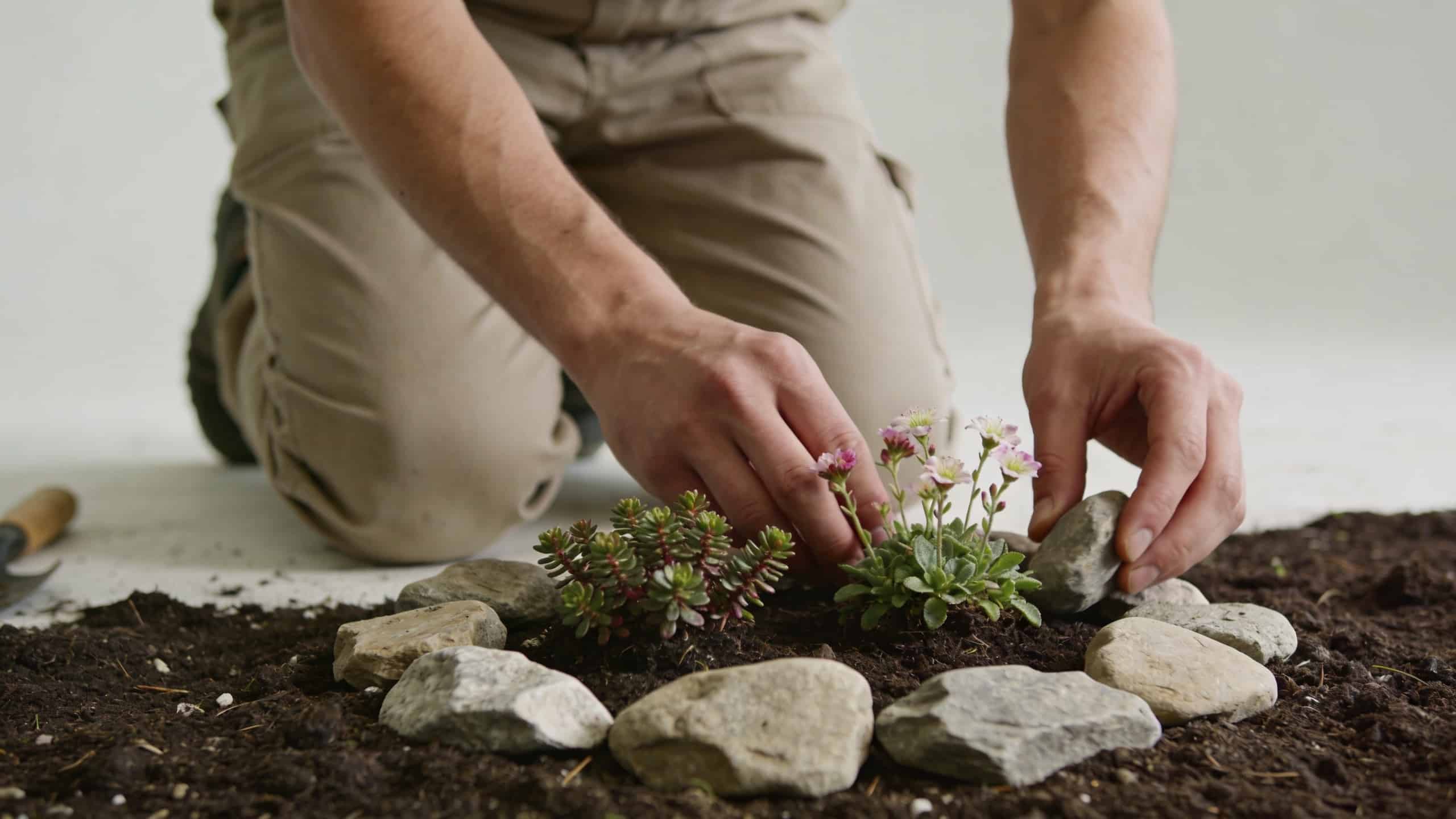 jardinier agenouille disposant pierres et plantes alpines