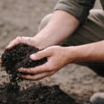 jardinier accroupi etalant du compost sombre sur terre