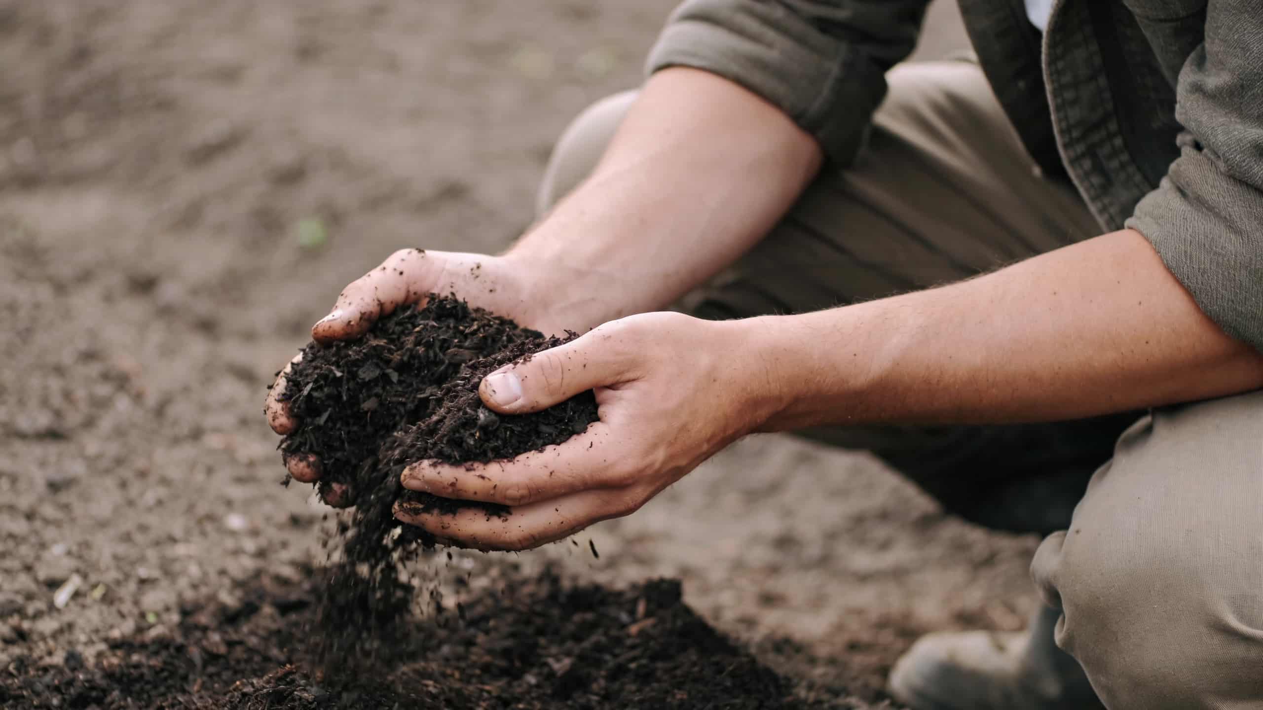 jardinier accroupi etalant du compost sombre sur terre