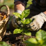 Je pensais bien faire en enlevant les feuilles mortes : un jardinier m'a expliqué l'erreur