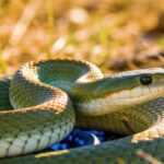 Le serpent le plus venimeux du monde tue en 15 minutes : voici à quoi il ressemble
