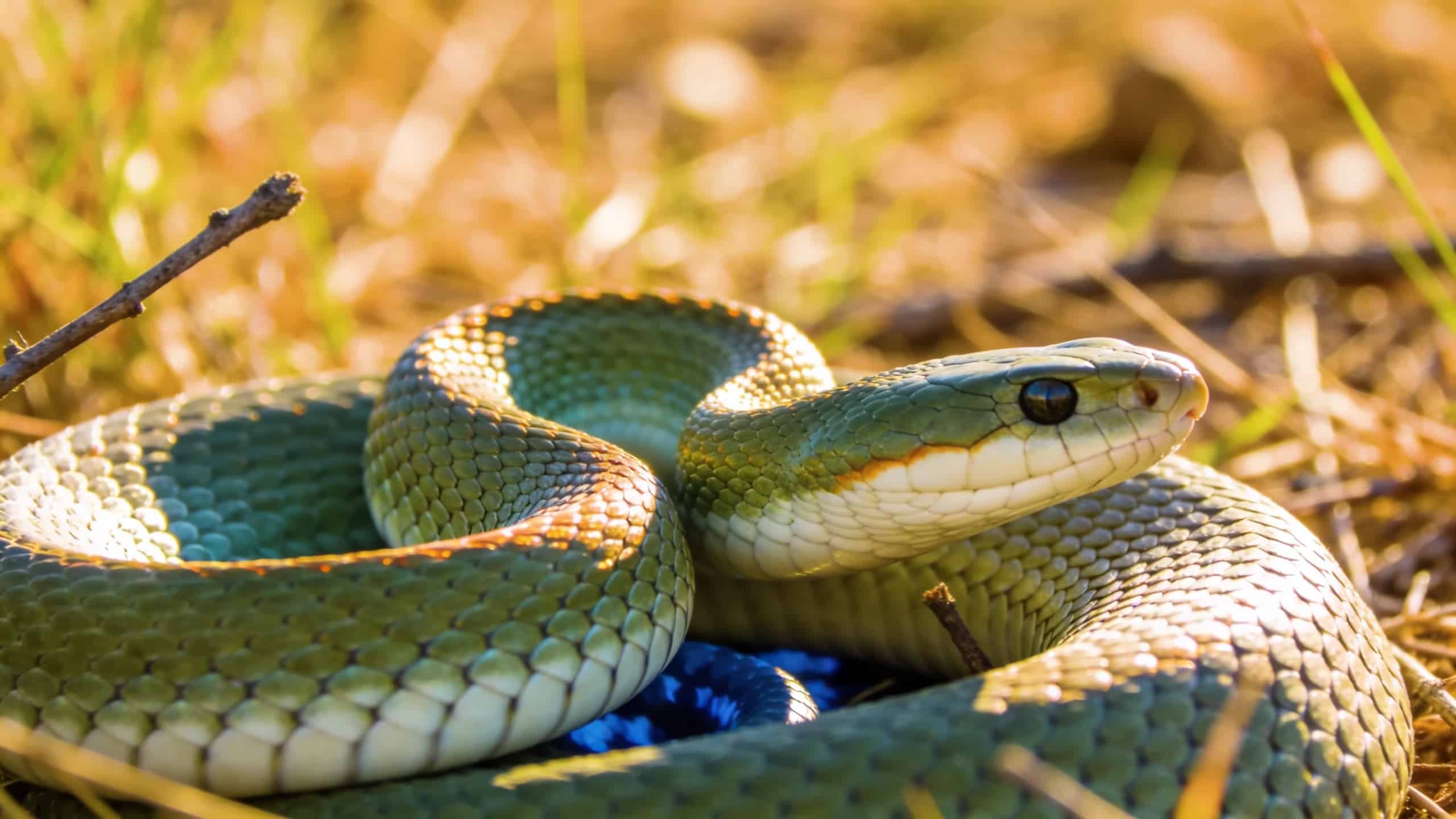 Le serpent le plus venimeux du monde tue en 15 minutes : voici à quoi il ressemble