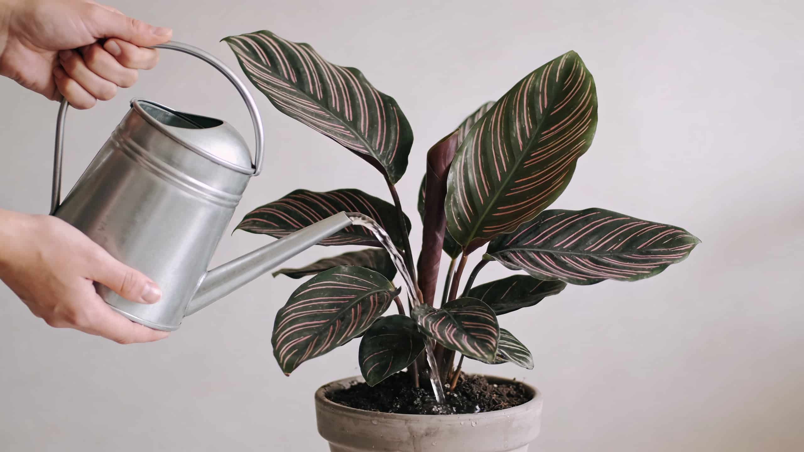 Mains arrosant une plante calathea en pot