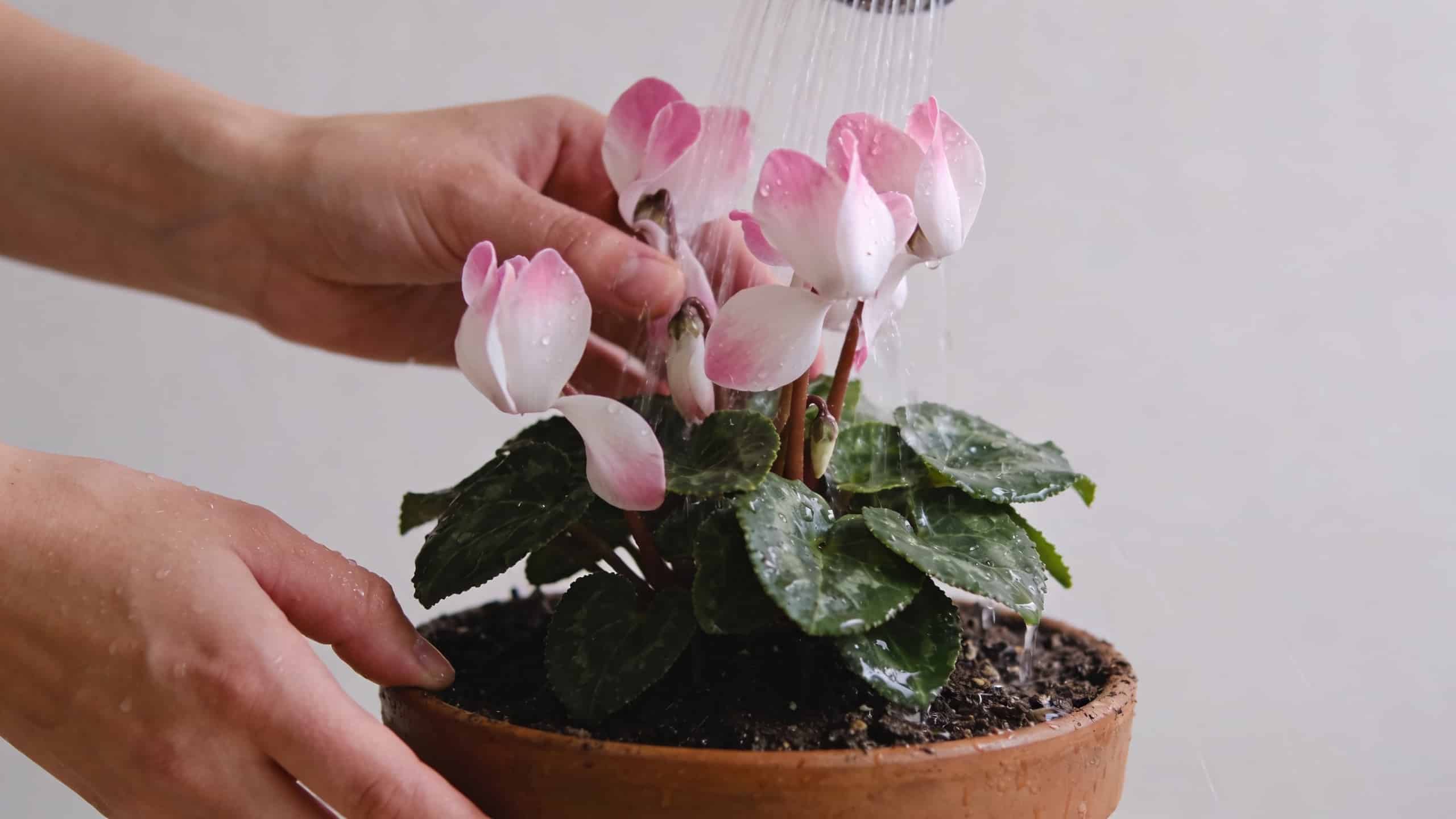 Mains arrosant delicatement un pot de cyclamen fleuri