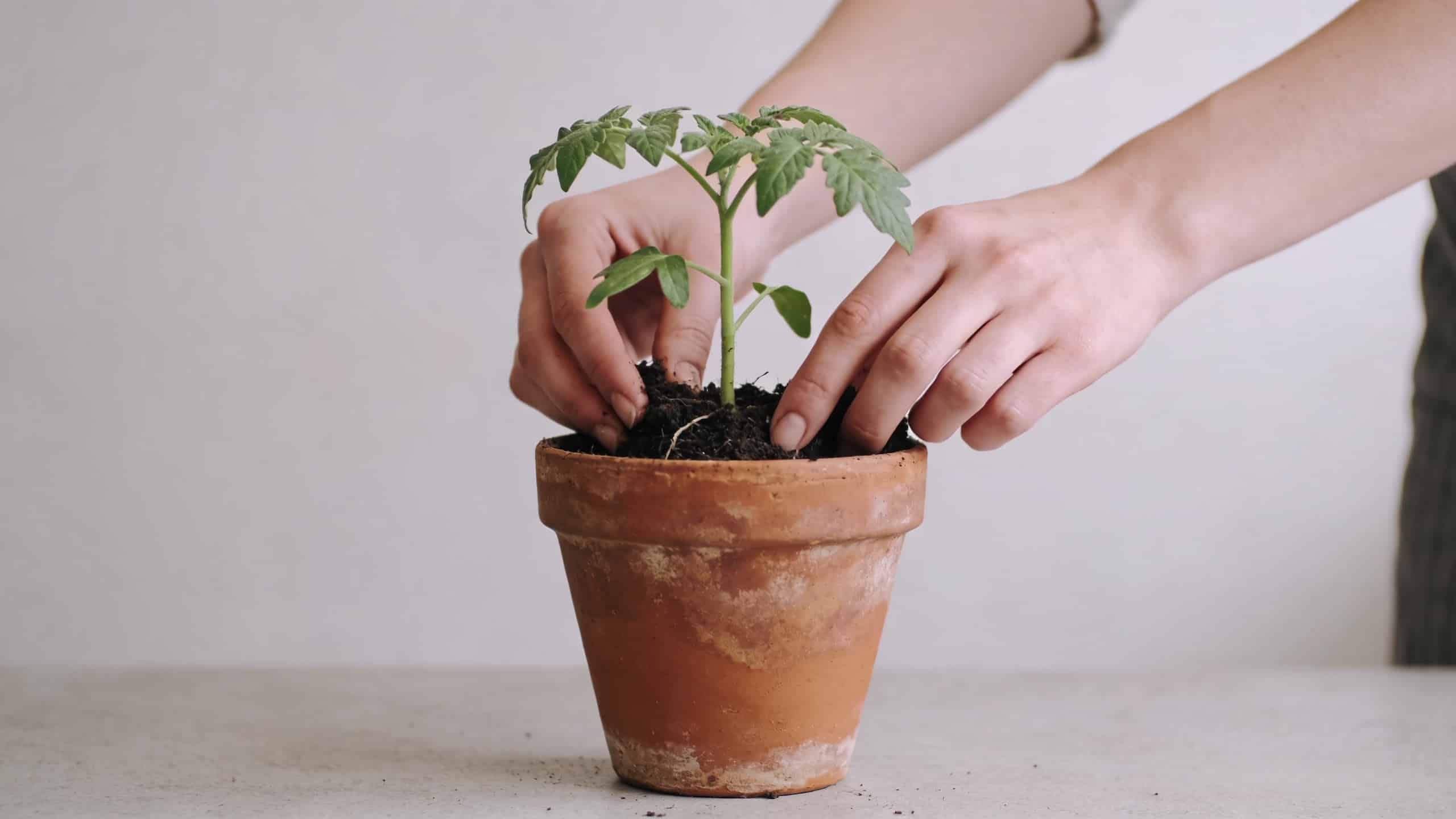 mains plaçant un jeune plant de tomate dans un pot en terre cuite