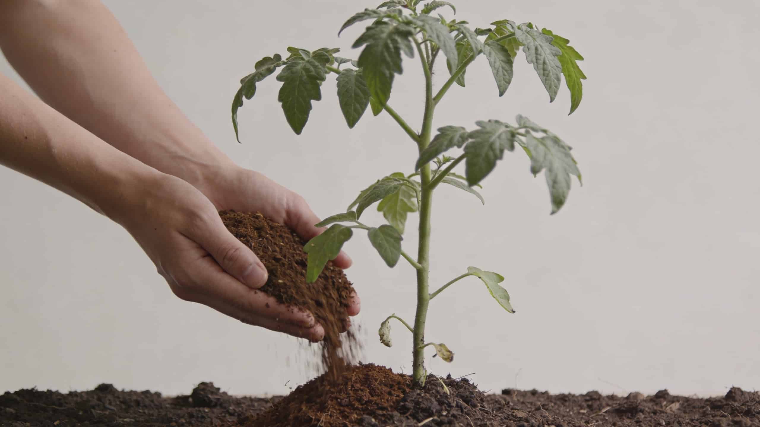 mains versant compost brun au pied des tomates