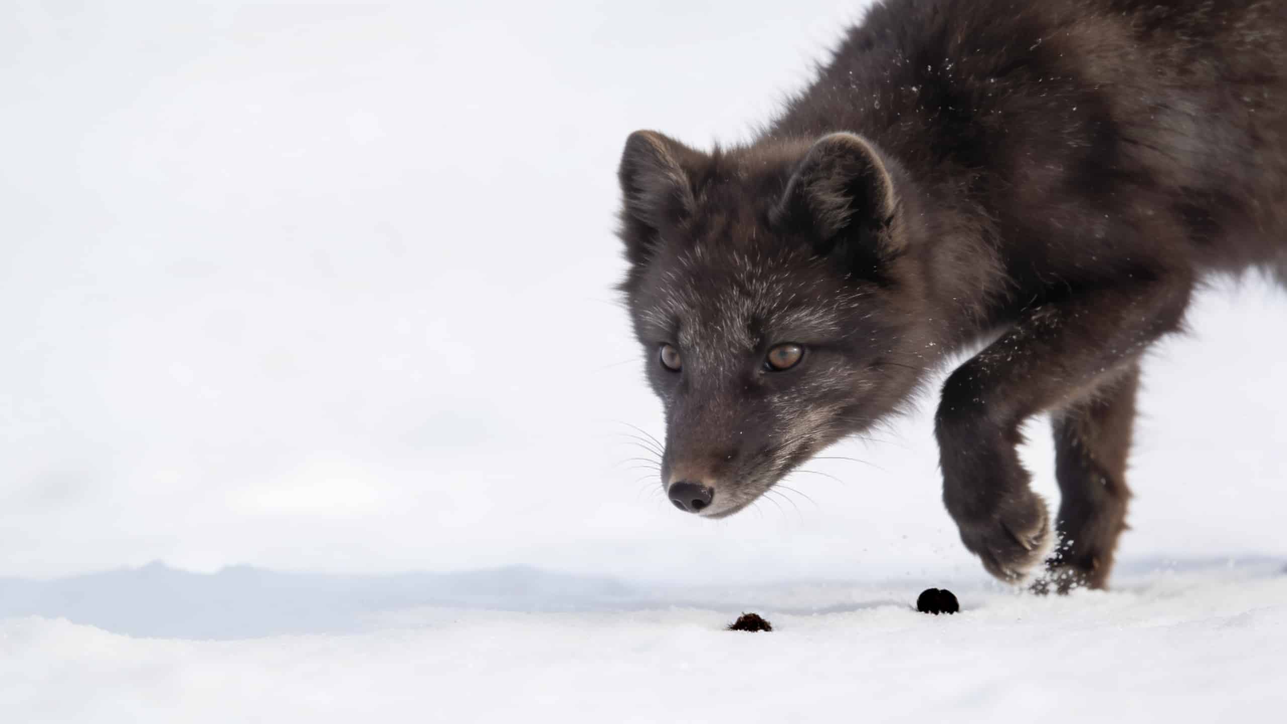 Petite crotte sombre de renard sur neige