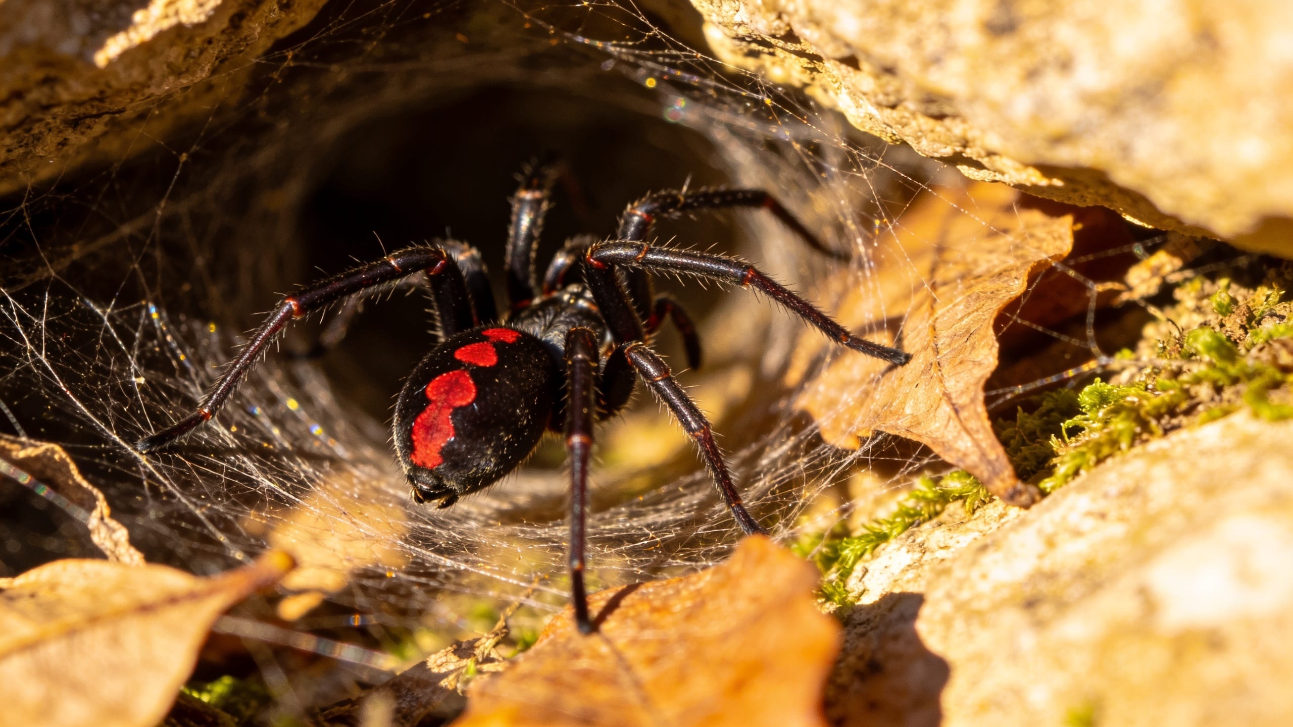 Voici l'araignée la plus venimeuse de France (et où elle vit vraiment)