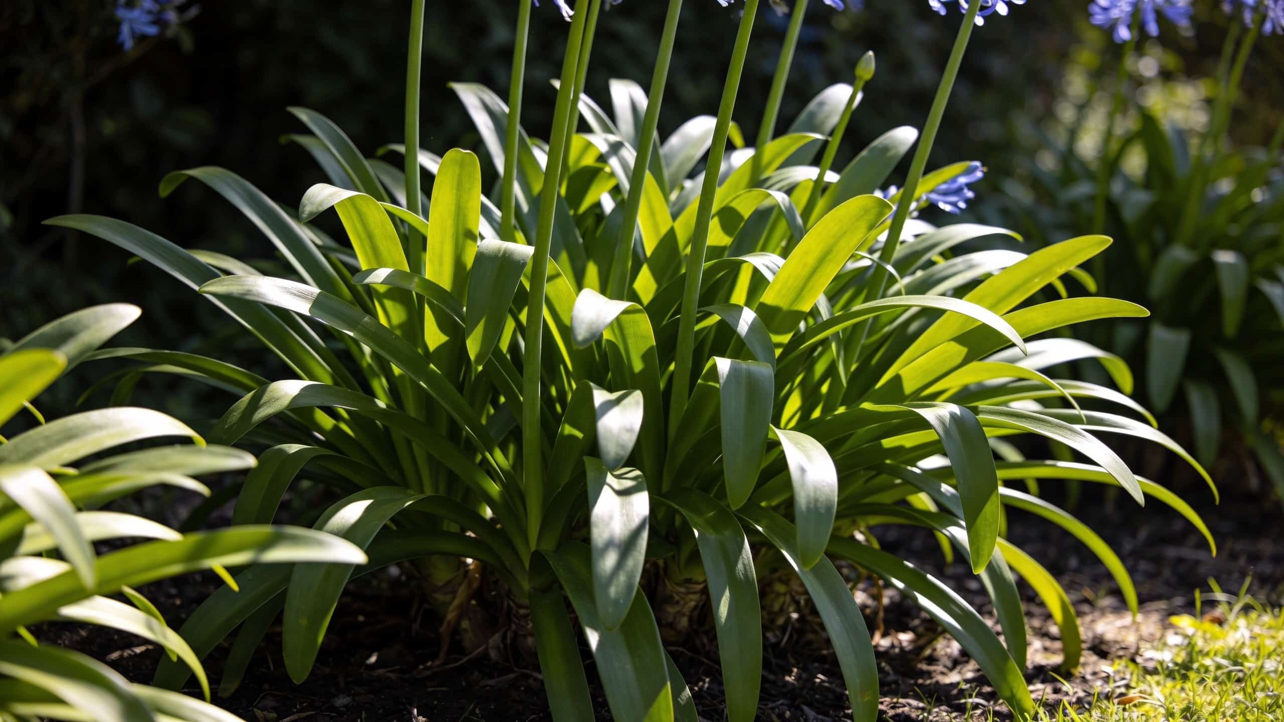Vos agapanthes font des feuilles mais refusent de fleurir ? Ces 3 corrections suffisent en plein été