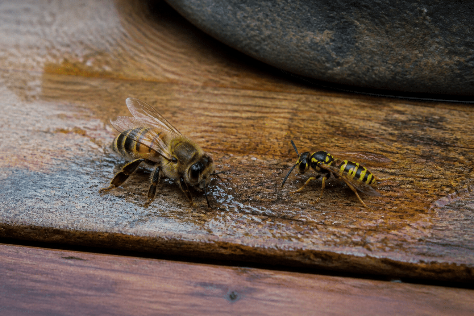 Abeille rayee jaune et noire posee pres de guepe rayee plus fine
