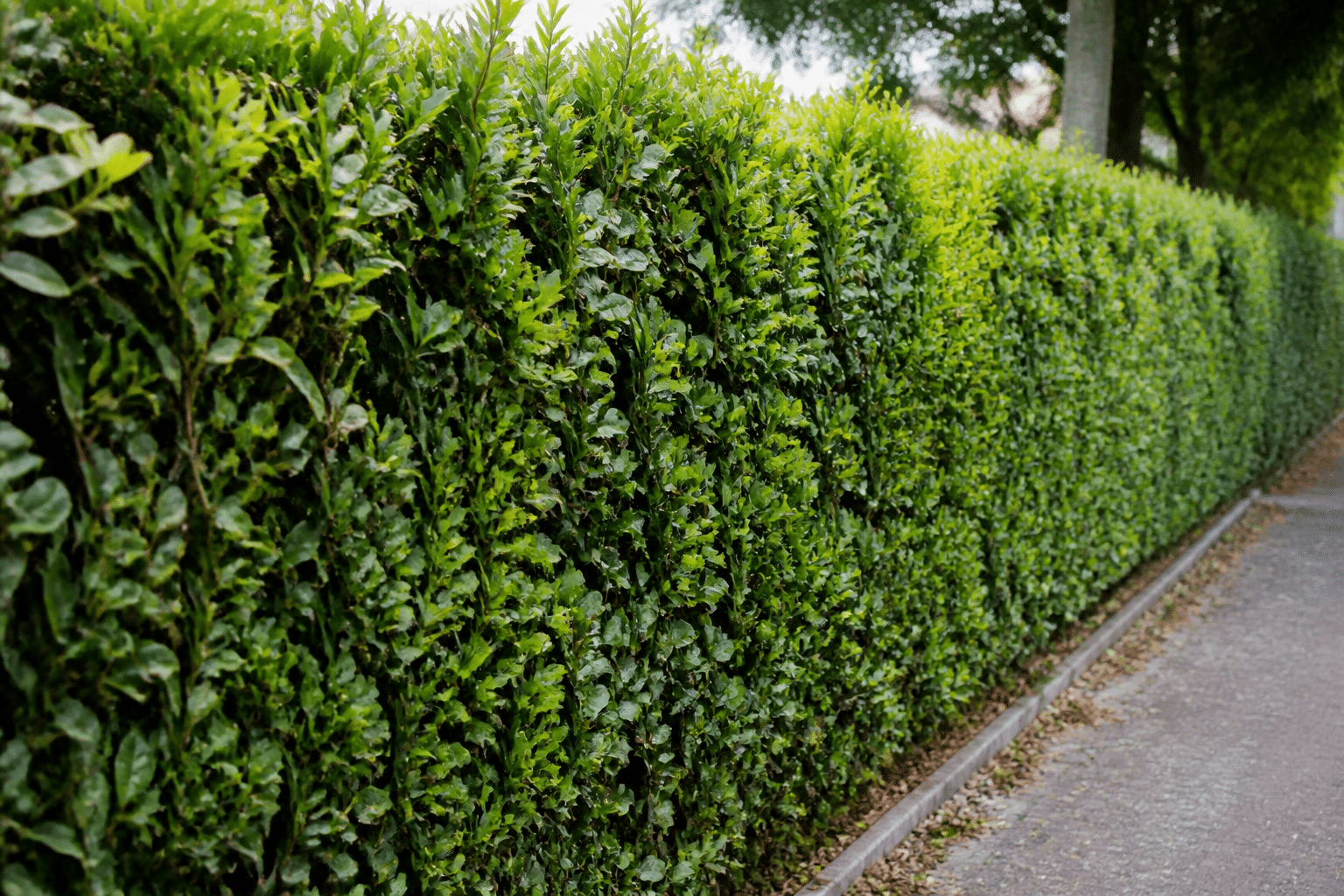 Rangees d'arbustes denses alignes formant une barriere vegetale compacte.