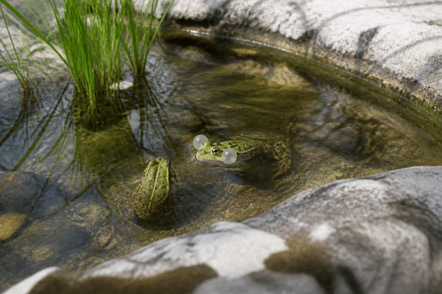 bassin d'eau peu profonde accueillant amphibiens verts