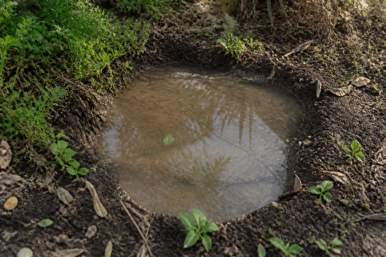 Bassin d'eau peu profond creuse dans terre de jardin
