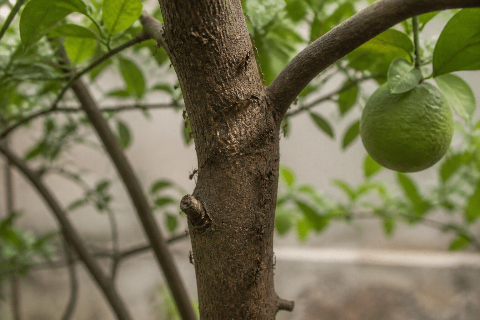 Citronnier avec fourmis grimpant sur tronc brun