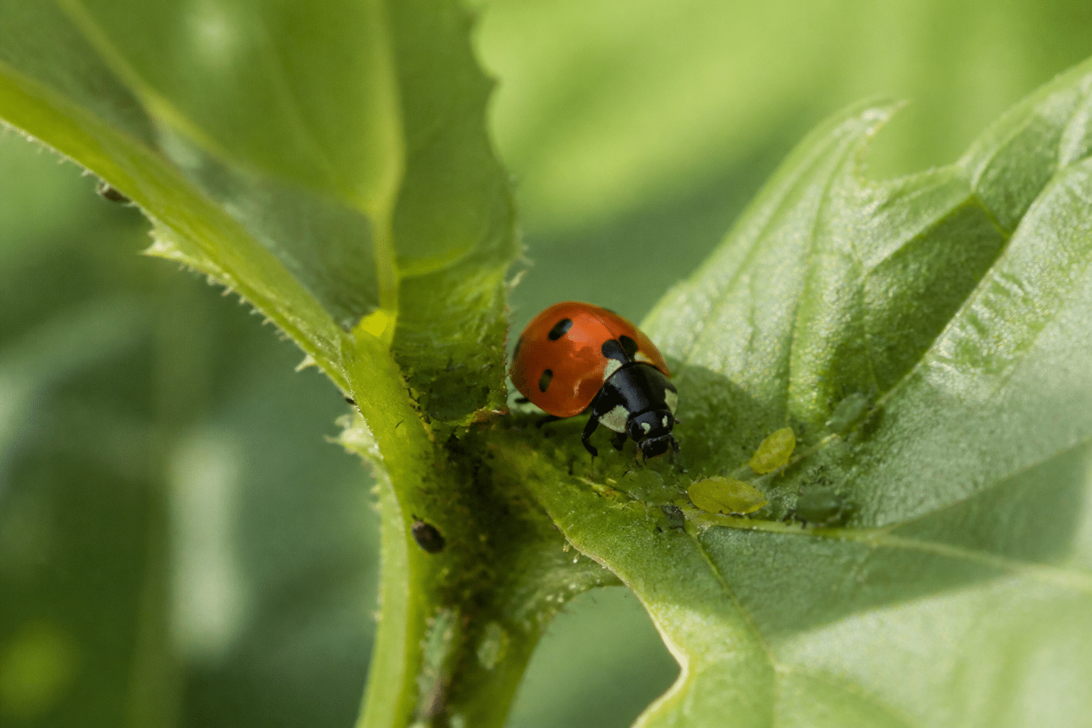 Coccinelle rouge posee sur feuille verte mangeant pucerons