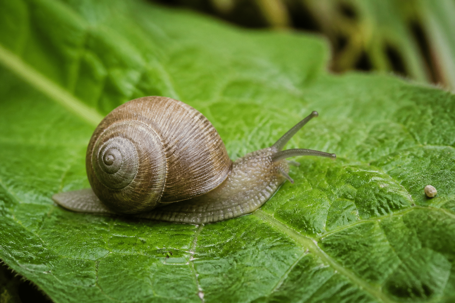 Escargot rampant sur feuille verte en gros plan