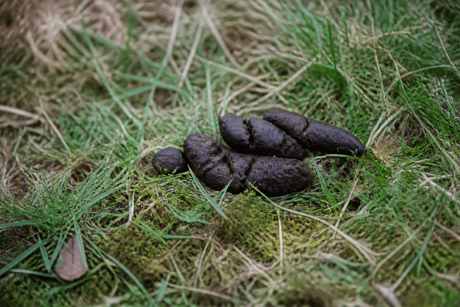 Feces de renard brun deposees sur terrain herbe