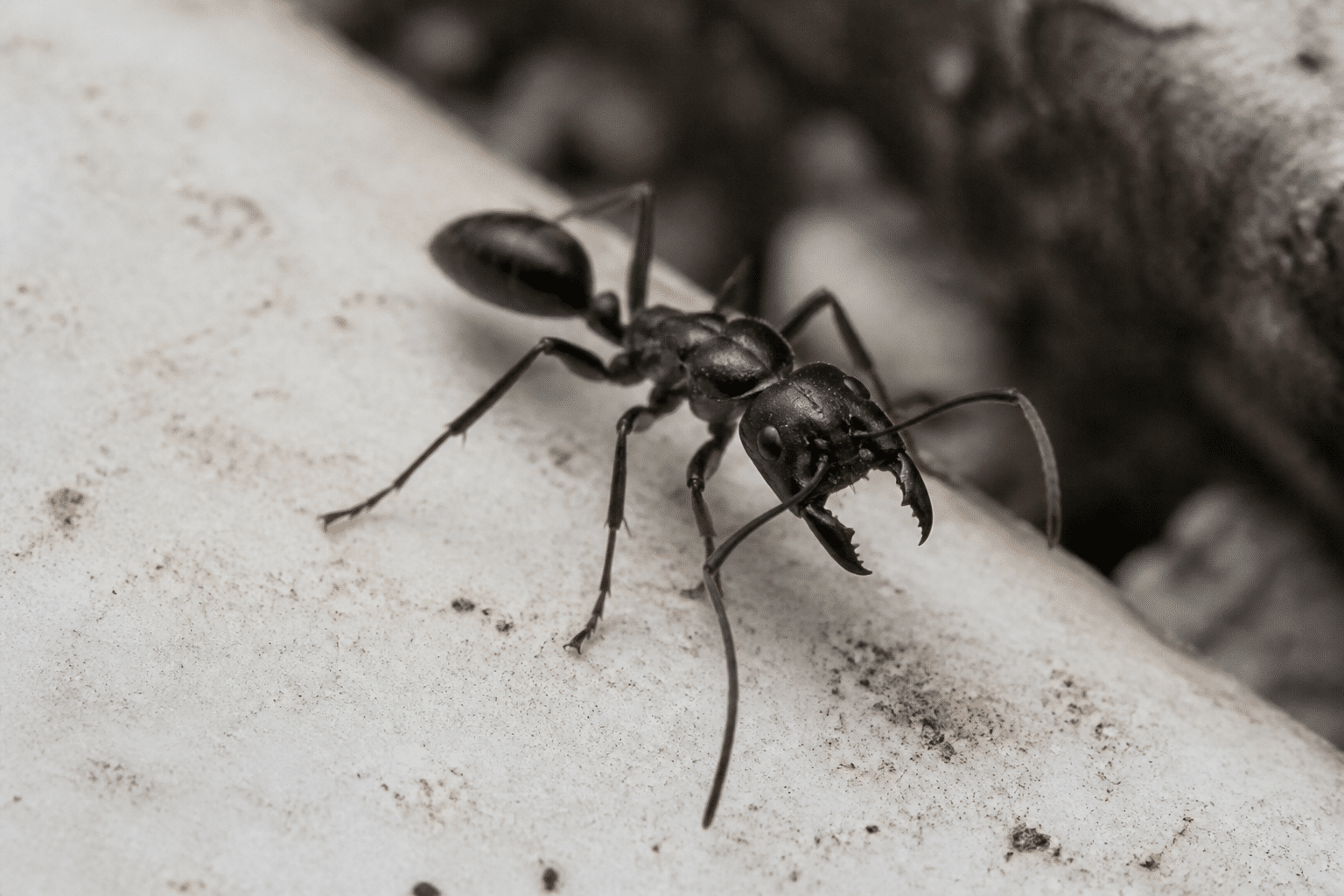 Fourmi noire avec mandibules prominentes sur surface claire