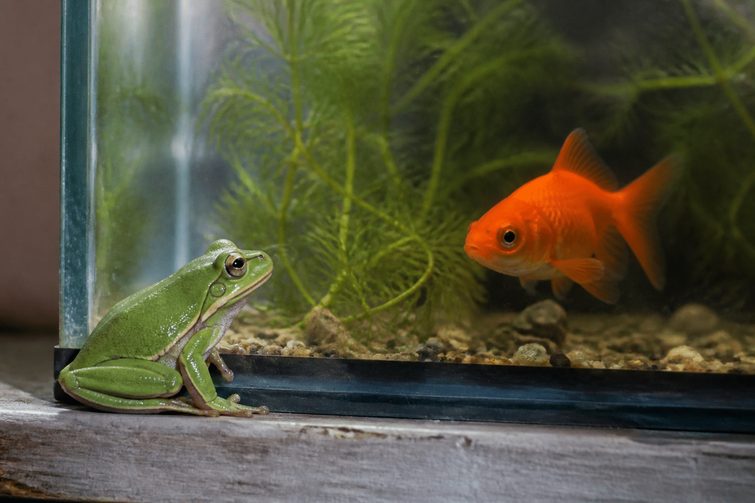 grenouille verte assise pres poisson rouge dans aquarium