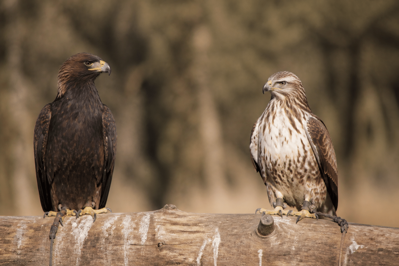 Deux oiseaux de proie perches cote a cote montrant differences morphologiques