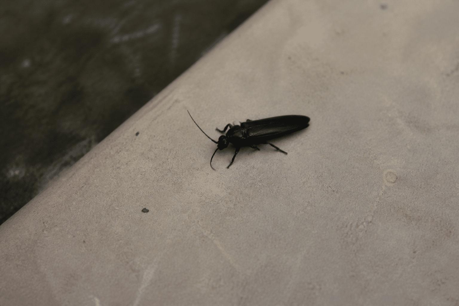 gros insecte noir aux ailes repliees sur surface