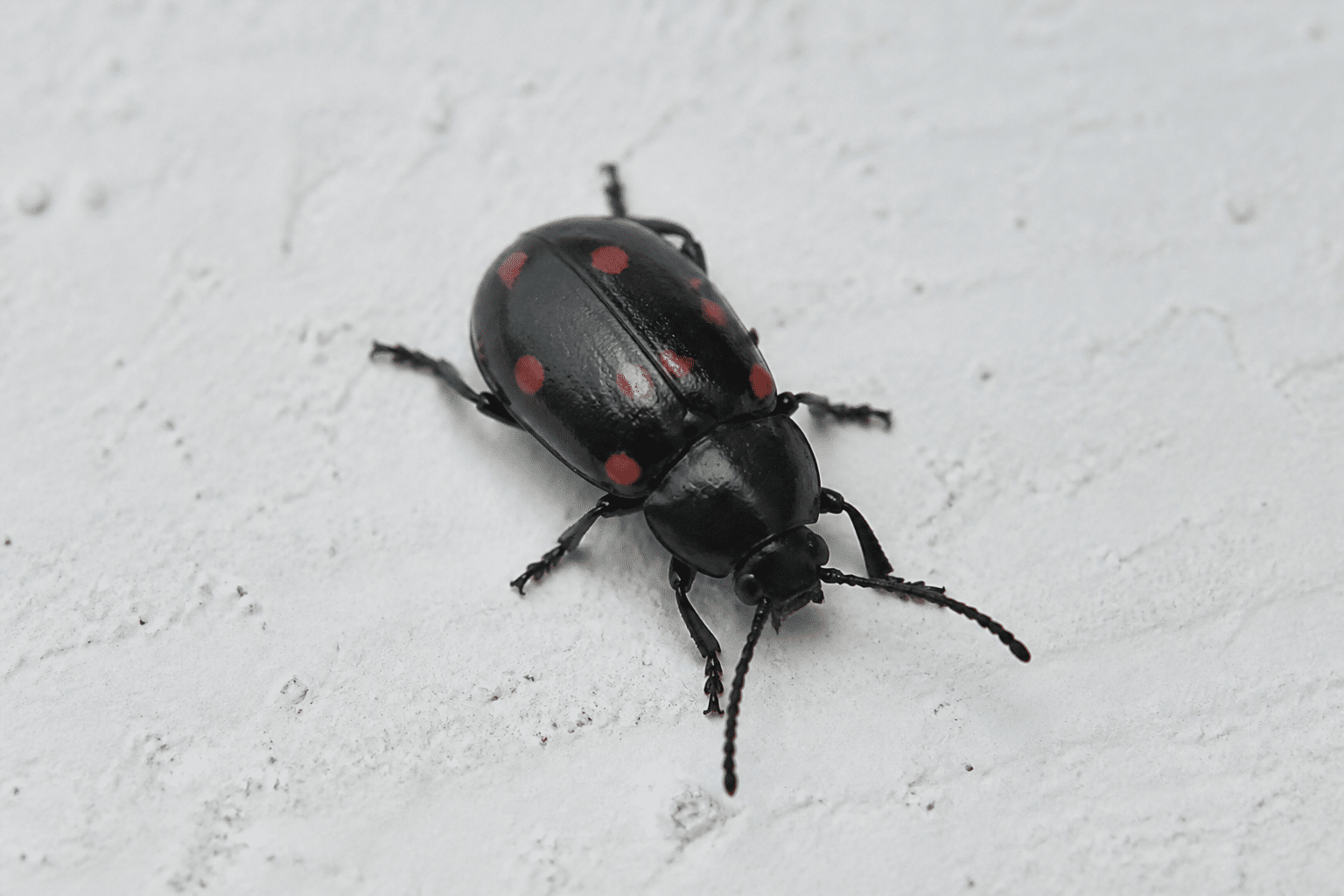 Insecte noir brillant avec points rouges sur fond blanc