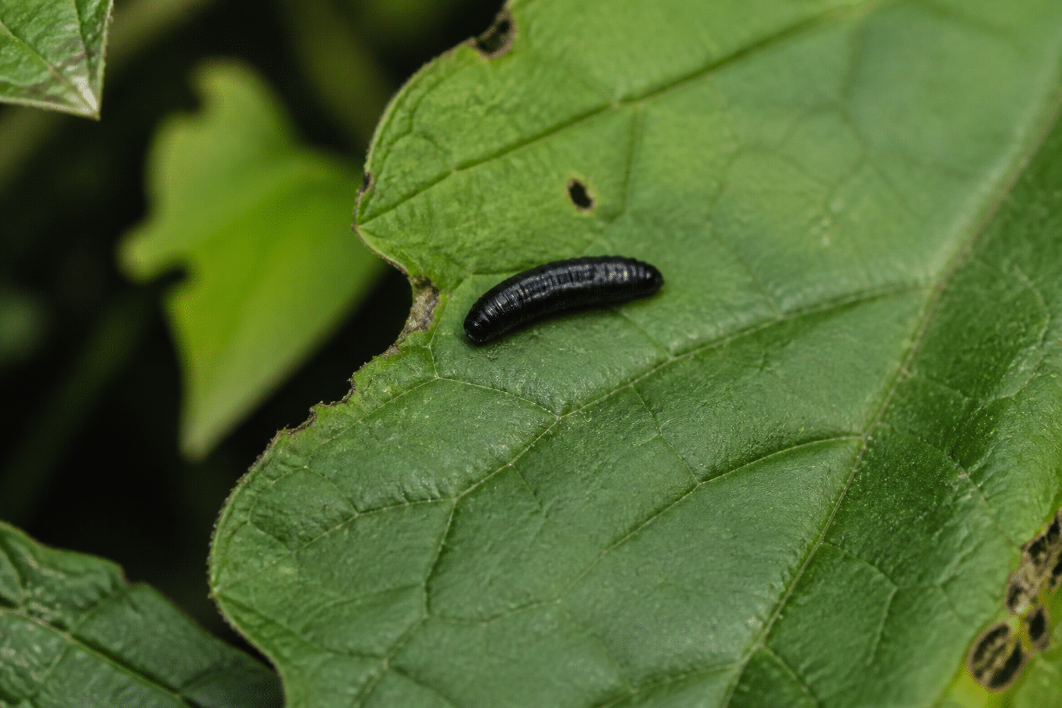Larve noire lisse rampant sur feuille verte