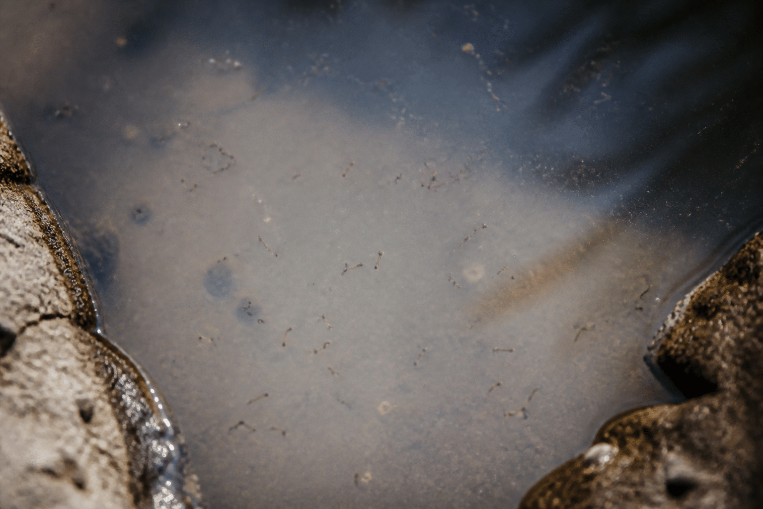 Larves de moustiques flottant sous la surface de l'eau stagnante
