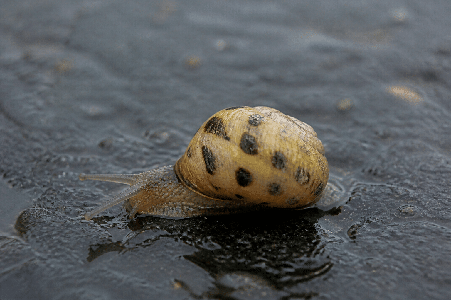 escargot tacheté gisant sur surface humide brillante