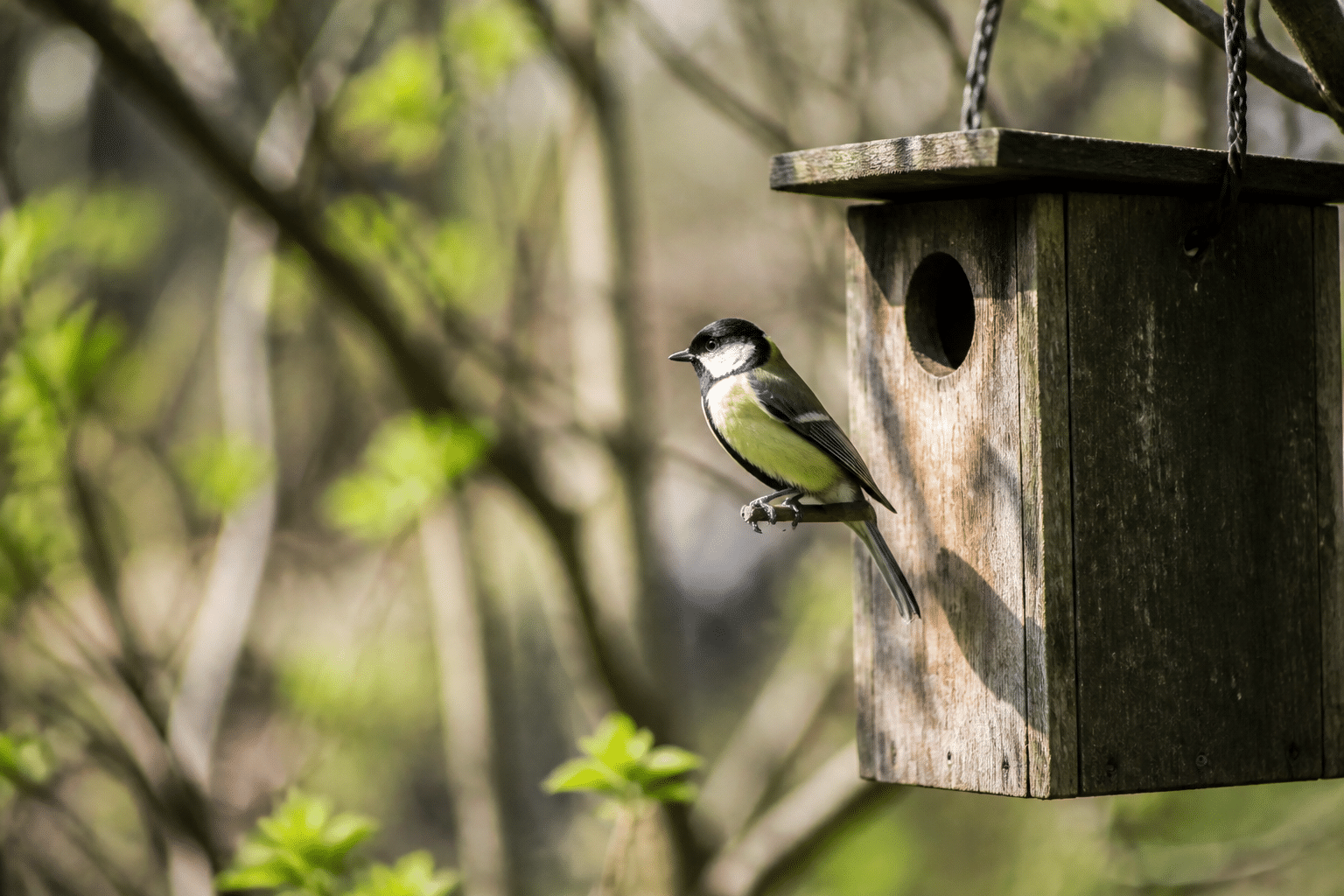 Mésange perchée devant un nichoir en bois suspendu