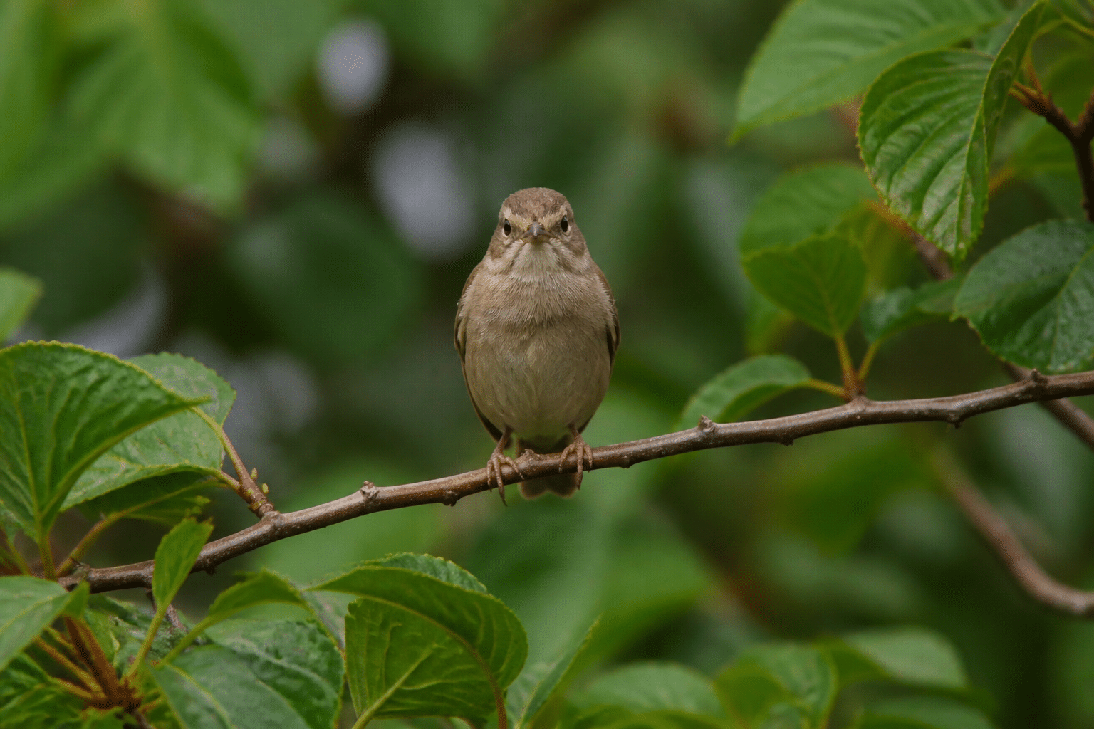 Petit oiseau brun perche sur branche fine regardant vers l'avant
