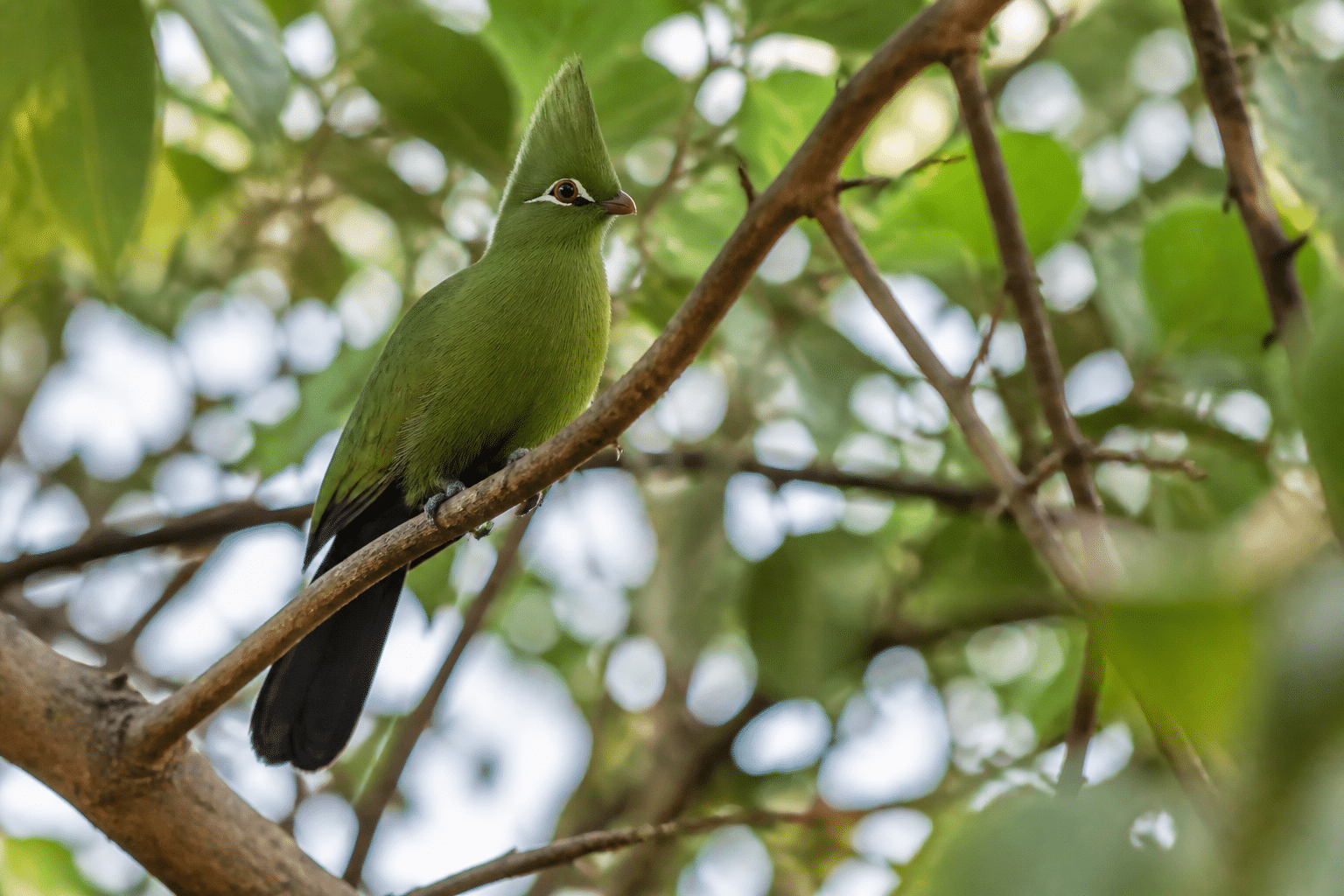 Oiseau aux plumes vertes crête pointée branche arbre