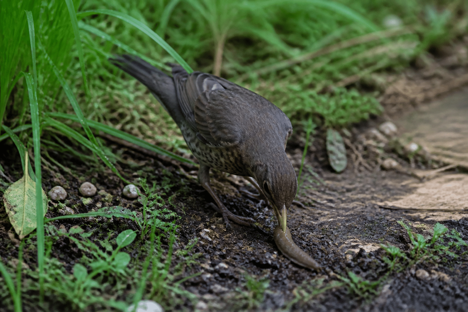 Oiseau penche vers le bas saisissant limace humide sol jardin