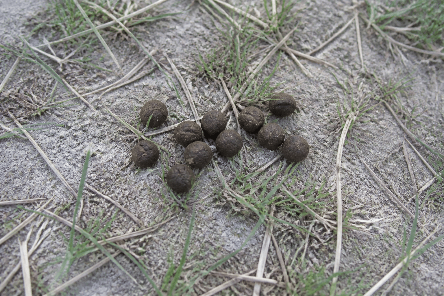 Petites crottes marron rondes posees sur terrain herbeux gris